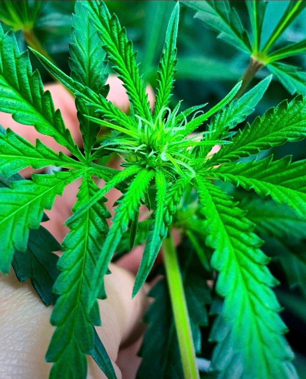 The Sacred Side of Cannabis: Blunts, Blessings & Rituals